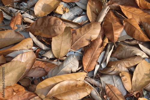 Photography piled up dry leaves and scattered dry leaves.