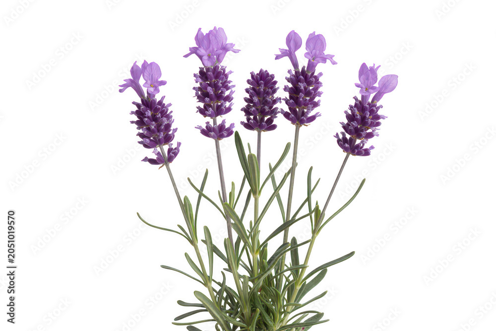 Obraz premium Bunch of purple lavender flowers with green stems and leaves, aromatic botanical plant isolated on a solid black background surface