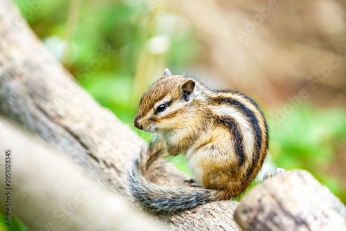 Tablou pe pânză Japanese Striped Squirrel with Squirrel's House in Saitama