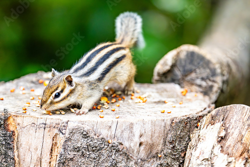 Принти на полотні Japanese Striped Squirrel with Squirrel's House in Saitama