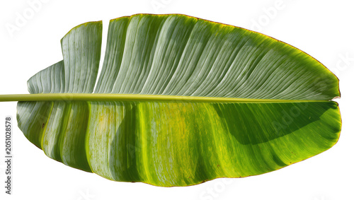 Large green banana leaf with yellow variegation and visible veins