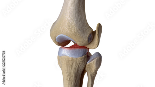 Foto Human knee joint anatomy model with femur tibia, and cartilage