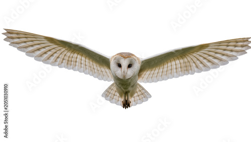 Schilderij op canvas Barn owl flying with wings spread wide