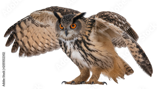 Quadro su tela Eurasian Eagle Owl with wings spread wide