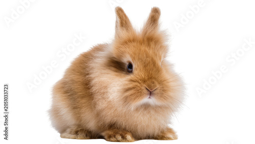 Fluffy brown rabbit with long ears sitting