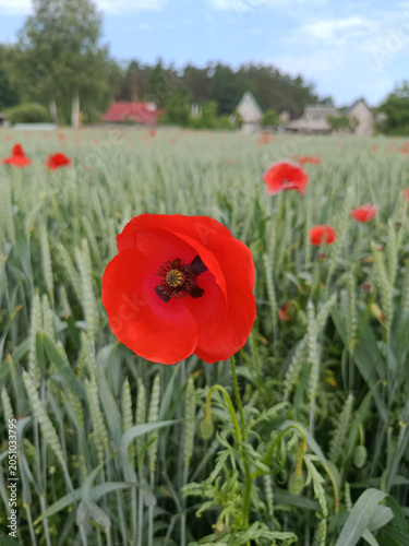 Red poppy close-up in a wheat field.