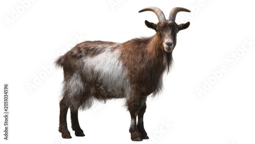 Tableau sur toile Brown and white spotted goat with curved horns standing