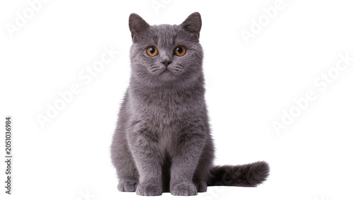 Cuadro en lienzo British Shorthair cat with grey fur and orange eyes sitting