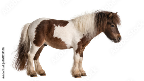 Photos Pinto pony with brown and white coat standing
