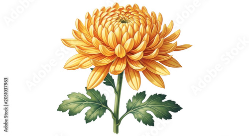 Chrysanthemum flower bloom with bright yellow petals and green leaves isolated as a botanical illustration on transparent background