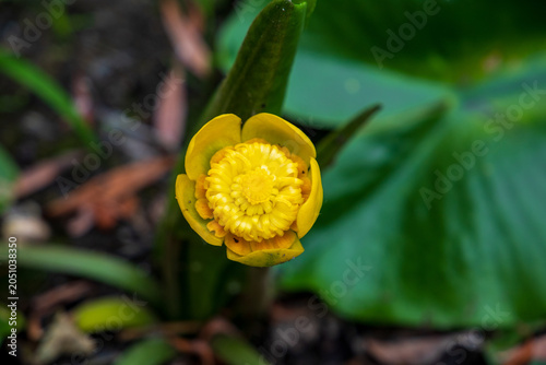 Fotografie Yellow water lily Nuphar lutea flower close up, fresh brandy bottle water lily blooming in a pond inside mud and green lily pads, organic wild lake flora and botanical background with bokeh