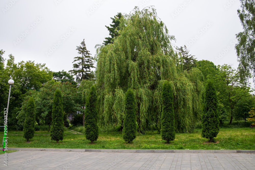 Obraz premium Row of five green thuja trees on a lawn in public park close up, weeping willow on background, modern municipal landscape design, horticulture and urban park infrastructure concept.
