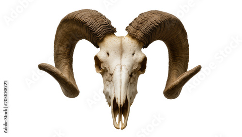 фотографія Ram skull with large curved horns