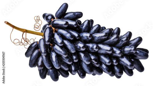 Dark purple moon drop grapes on vine with tendrils