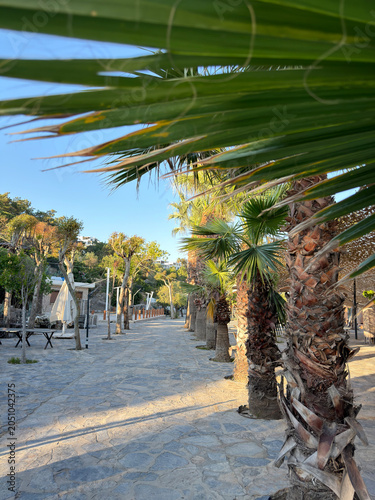Beautiful tropical palm trees swaying under a bright blue sky. Exotic summer landscape with lush green foliage, warm sunshine, vacation atmosphere, and a relaxing paradise destination.