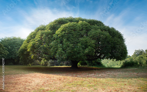 Giant horse chestnut (Aesculus hippocastanum). Horse chestnut in July
