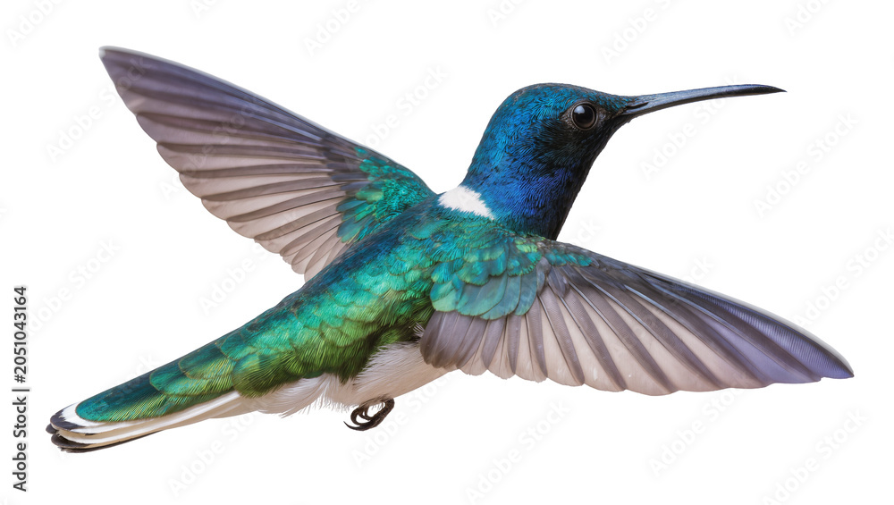 Obraz premium Hummingbird with iridescent green and blue feathers in flight