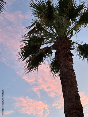 Beautiful tropical palm trees swaying under a bright blue sky. Exotic summer landscape with lush green foliage, warm sunshine, vacation atmosphere, and a relaxing paradise destination.