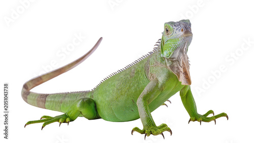 Foto Green iguana reptile with scaly skin and crest on white