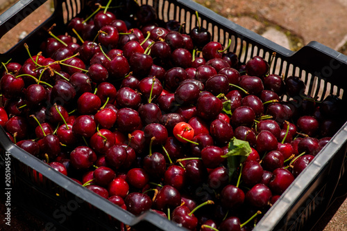 Close-up of ripe dark sweet cherries with stems in a black plastic crate, deep red and burgundy tones