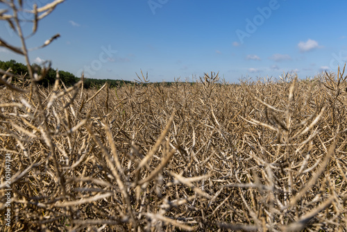 golden rapeseed in the field, rapeseed field