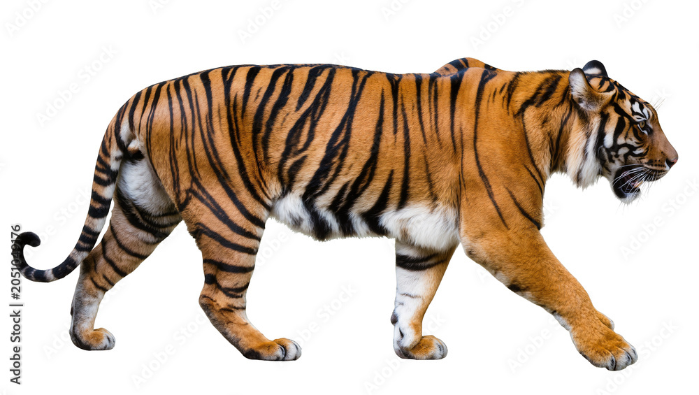 Obraz premium Tiger walking with open mouth and visible teeth