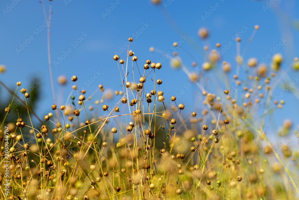 Fototapeta premium yellowed dried flax in the field, textile plant