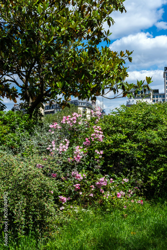 fleurs au printemps dans un jardin de France en Europe