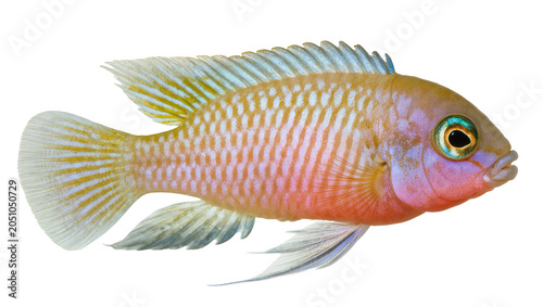Schilderij op canvas Orange and blue striped cichlid fish with iridescent eye