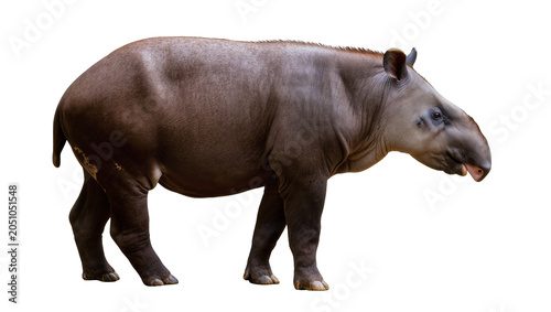 Photos South American Tapir with Prehensile Nose and Dark Brown Fur