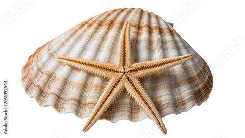 Obraz na plátně Scallop shell with small starfish on top