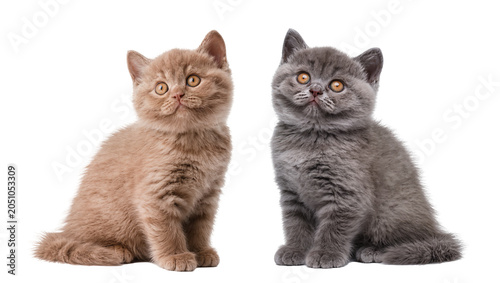 Two British Shorthair kittens one fawn and one grey, sitting side by side