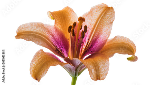 Tableau sur toile Orange and pink lily flower center with stamen and pistil