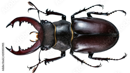 фотографія Stag beetle with large mandibles dark brown exoskeleton, sharp legs
