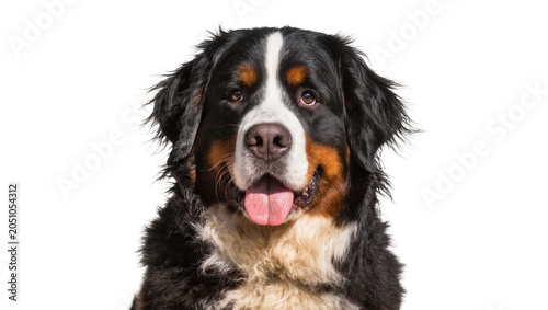 Fotografía Bernese Mountain Dog portrait with tongue out