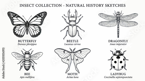 Foto Vintage Insect Collection Sketch - Butterfly, Beetle, Dragonfly, Bee, Moth, Lady