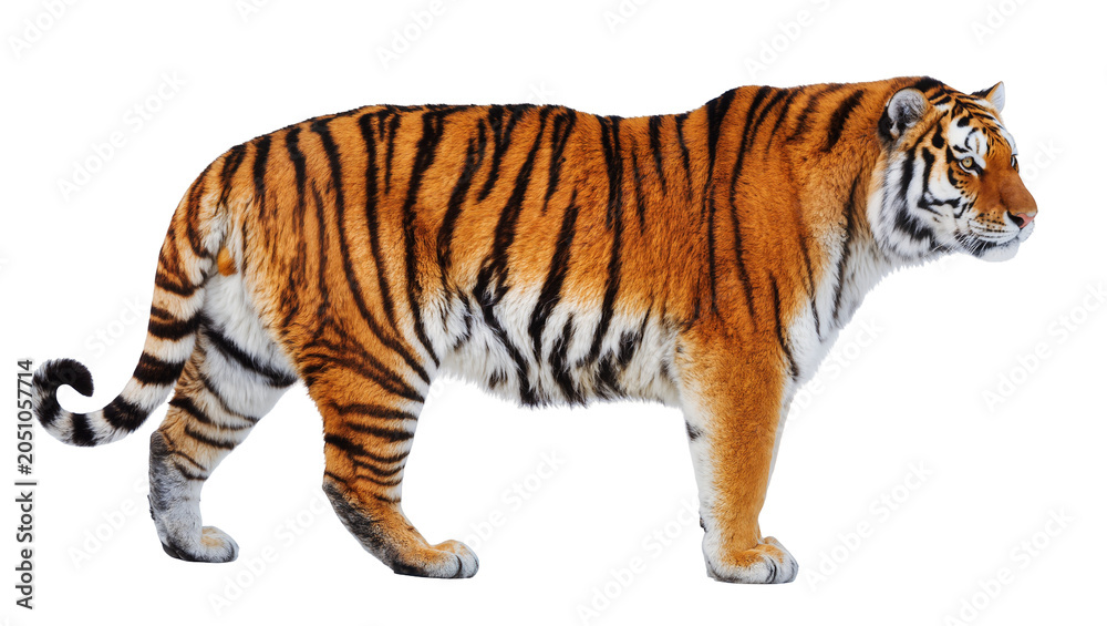 Obraz premium Bengal tiger standing profile view orange black stripes