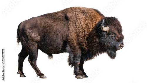 Foto American Bison Male Standing Side View