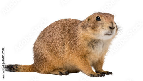 Prairie dog rodent with brown fur and black tipped tail