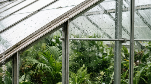 Raindrops and condensation on a glass greenhouse roof. Lush green tropical plants visible through wet window panels