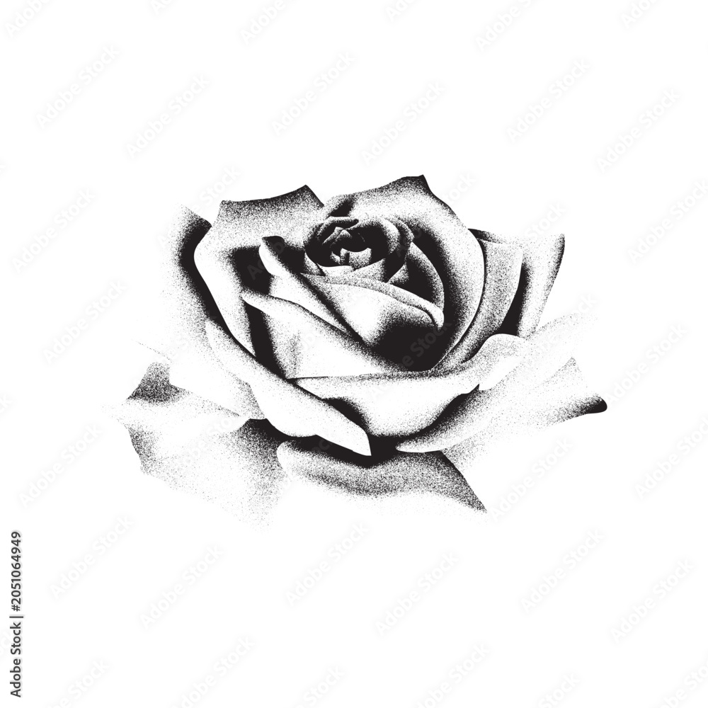 Obraz premium Rose Flower Stipple Illustration, Detailed Botanical Engraving Style, Hand-Drawn Floral Art Isolated on White Background..