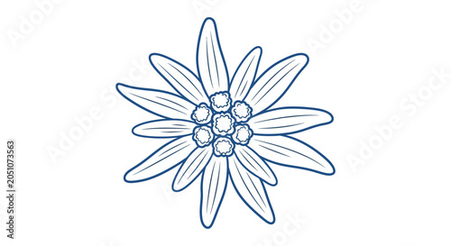 Edelweiss flower line art illustration on a white background