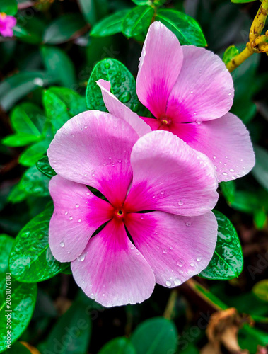 flores
