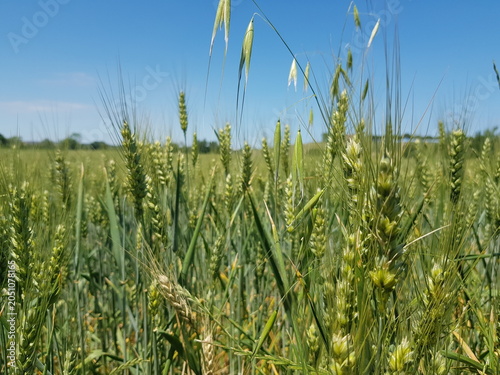 Green Wheat Field Under Clear Blue Sky