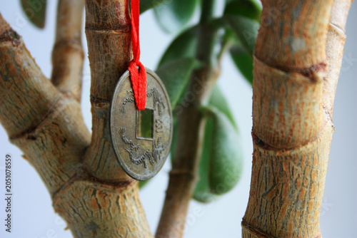 Chinese Coin on Tree Branch