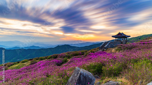 Fotografía Stunning spring sunrise over vibrant pink royal azalea blossoms in Hwangmaesan County Park with a traditional Korean pavilion, Hapcheon, South Korea