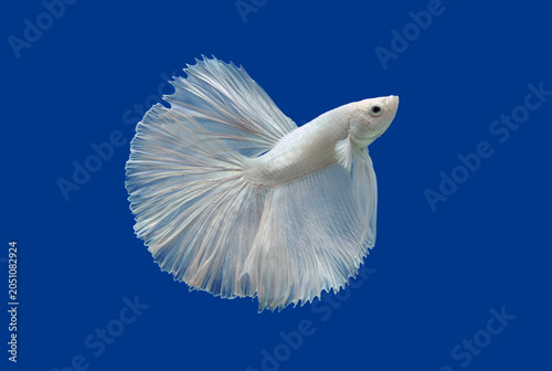 white Betta fish, Siamese fighting fish on blue background