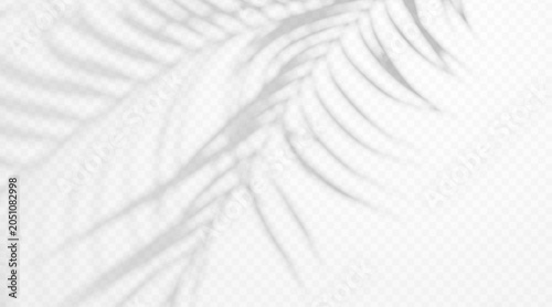Obraz na płótnie Tropical palm tree branch shadow overlay isolated on transparent background