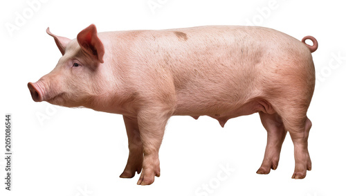 Konstfotografi Pink pig with curly tail standing profile view