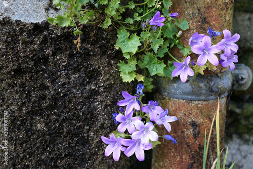 Photography Purple wall bellflowers (Campanula portenschlagiana) grow against a stone wall with a rusty pipe